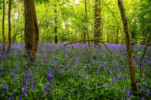 Bluebells Einem Englischen Wald — Stockfoto