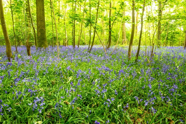 Bluebells Einem Englischen Wald — Stockfoto