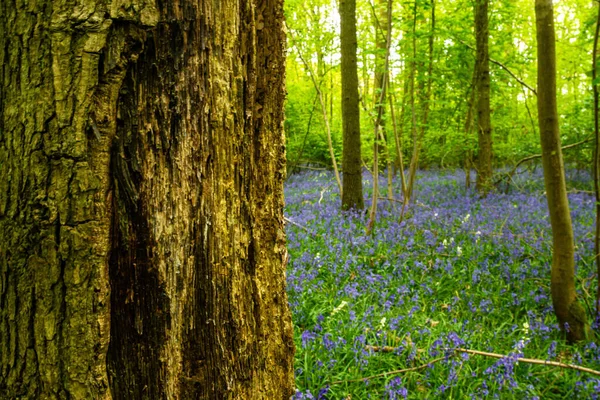 Bluebells Einem Englischen Wald — Stockfoto