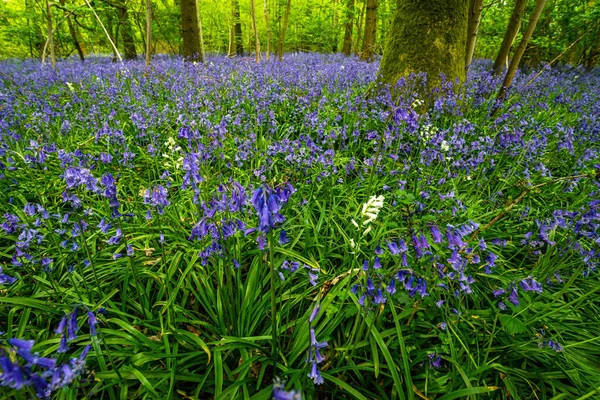 Bluebells Einem Englischen Wald — Stockfoto