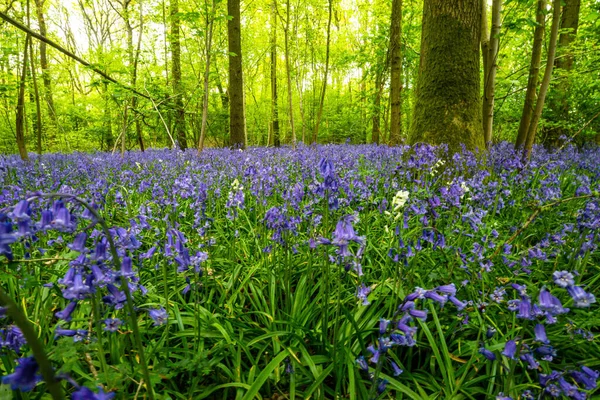 Bluebells Einem Englischen Wald — Stockfoto