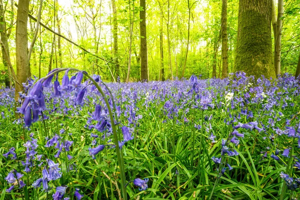 Bluebells Ένα Αγγλικό Δάσος — Φωτογραφία Αρχείου