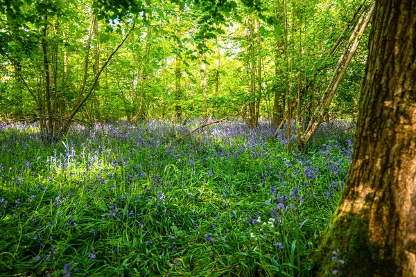 Bluebells Einem Englischen Wald — Stockfoto