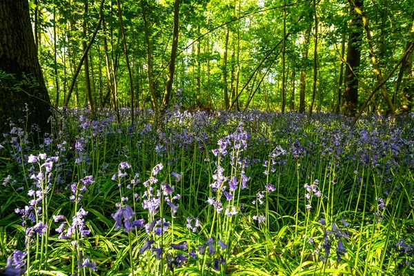 Bluebells Dans Une Forêt Anglaise — Photo
