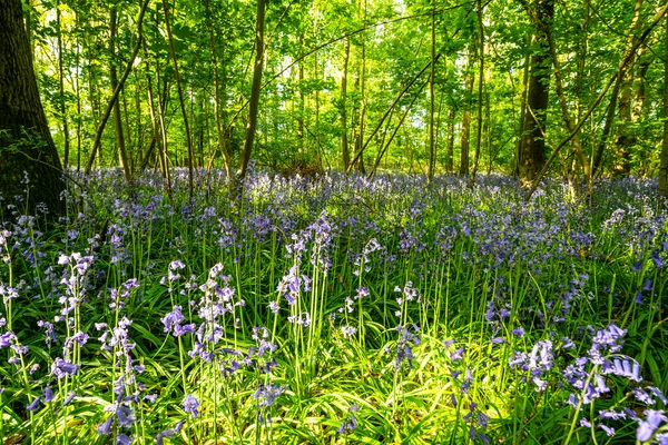 Bluebells Einem Englischen Wald — Stockfoto