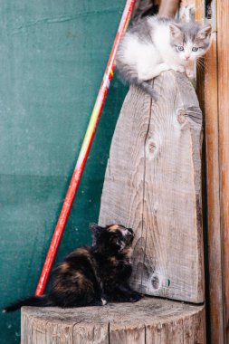 Siyah benekli kediler kuru bir kütükte oynuyorlar.