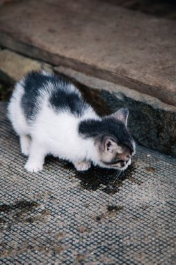 Beyaz gri kedi yavrusu yeni bir alanı keşfediyor.