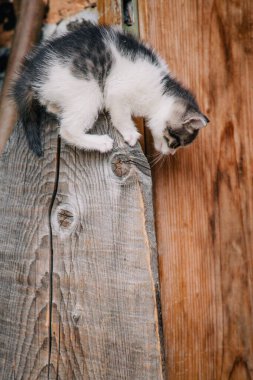 Kuru bir tahta kütükte beyaz gri bir kedi yavrusu oynanıyor.