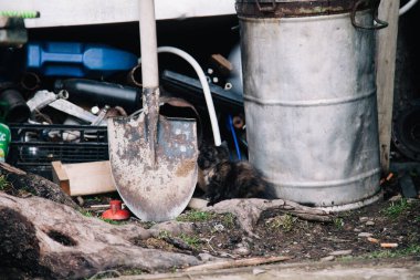 Kırmızı benekli siyah bir kedi yavrusu yeni bir alanı keşfediyor.