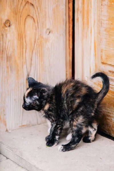 A black kitten with red spots explores a new space — стоковое фото