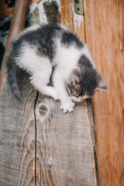Ein weißes graues Kätzchen wird auf einem trockenen Holzstumpf gespielt — Stockfoto