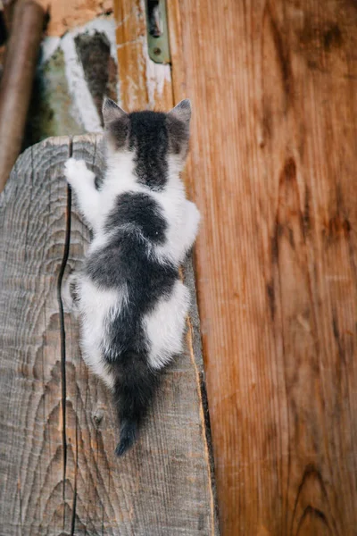 Een wit grijs kitten wordt gespeeld op een droge houten stomp — Stockfoto