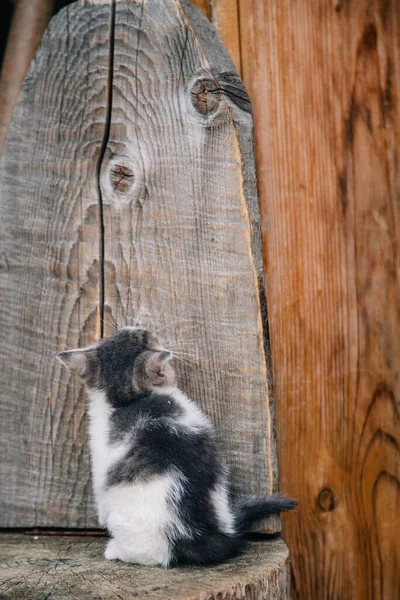 Ένα λευκό γκρι γατάκι παίζεται σε ένα ξηρό ξύλινο κούτσουρο — Φωτογραφία Αρχείου