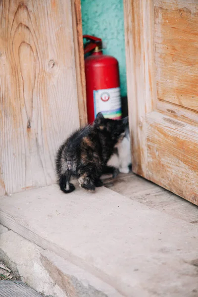 Un gatito negro con manchas rojas explora un nuevo espacio — Foto de Stock