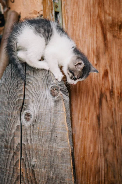 Ein weißes graues Kätzchen wird auf einem trockenen Holzstumpf gespielt — Stockfoto