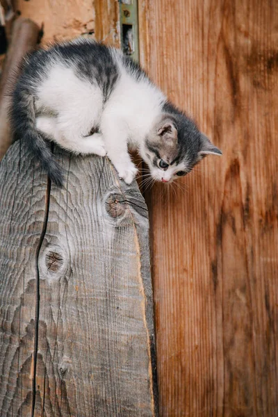 A white grey kitten is played on a dry wooden stump — 스톡 사진