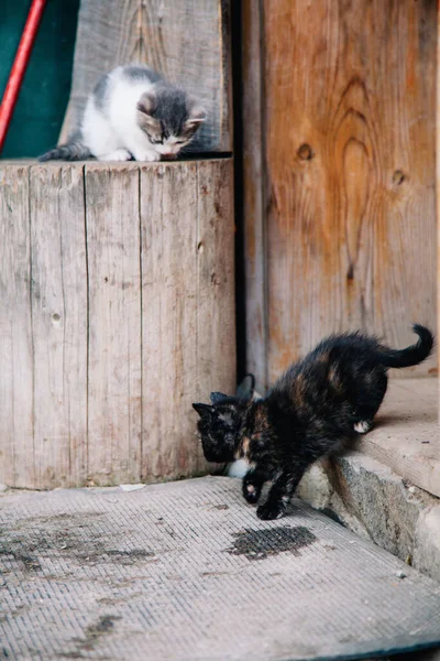 Black and spotted kittens play on a dry wooden stump — 스톡 사진