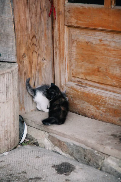 Blanco gris y negro con manchas rojas gatitos jugar en el umbral — Foto de Stock