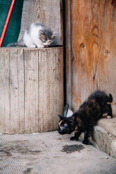 Black and spotted kittens play on a dry wooden stump — 스톡 사진