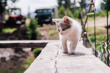 Küçük beyaz gri bir kedi yavrusu tahtada yürüyor ve dünyayı öğreniyor.