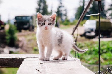 Küçük beyaz gri bir kedi yavrusu tahtada yürüyor ve dünyayı öğreniyor.