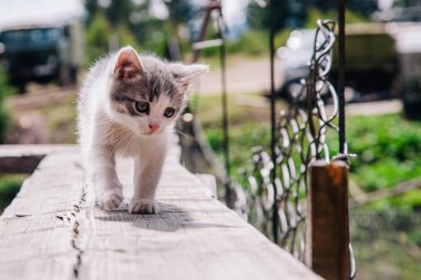 Küçük beyaz gri bir kedi yavrusu tahtada yürüyor ve dünyayı öğreniyor.