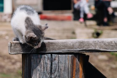 Küçük beyaz gri bir kedi yavrusu tahtada yürüyor ve dünyayı öğreniyor.