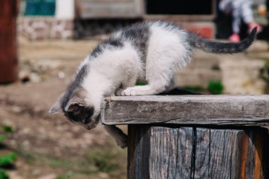 Küçük beyaz gri bir kedi yavrusu tahtada yürüyor ve dünyayı öğreniyor.