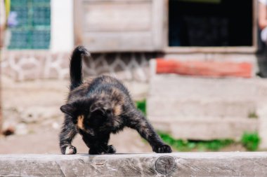 Kırmızı benekli küçük siyah bir kedi yavrusu tahta bir tahtanın üzerinde yürür ve dünyayı öğrenir.