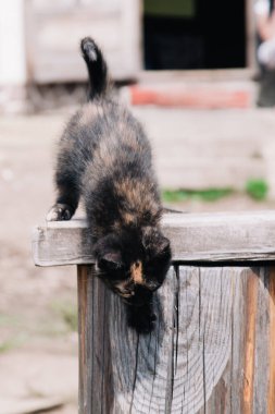 Kırmızı benekli küçük siyah bir kedi yavrusu tahta bir tahtanın üzerinde yürür ve dünyayı öğrenir.