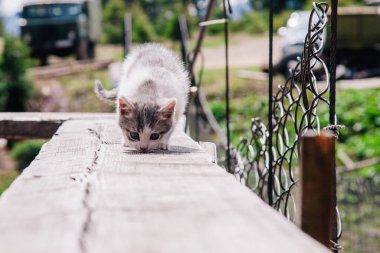 Küçük beyaz gri bir kedi yavrusu tahtada yürüyor ve dünyayı öğreniyor.