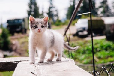 Küçük beyaz gri bir kedi yavrusu tahtada yürüyor ve dünyayı öğreniyor.