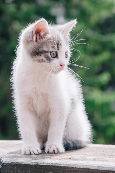 A small white-gray kitten walks on the board and learns the world — Stok fotoğraf