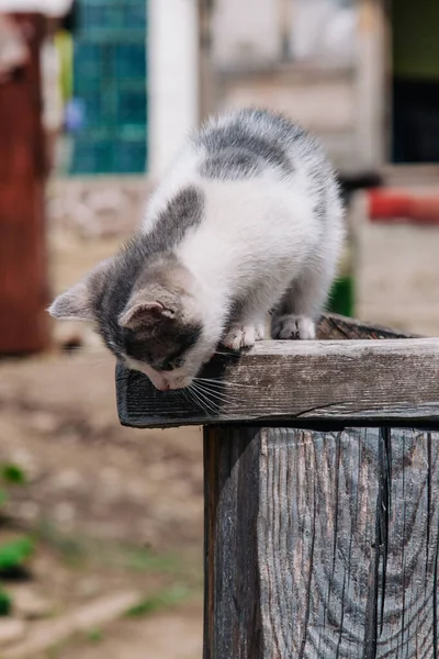A small white-gray kitten walks on the board and learns the world — Stock Photo, Image