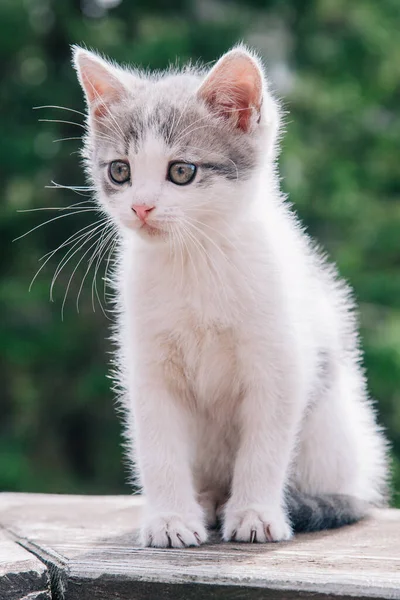 A small white-gray kitten walks on the board and learns the world — Foto de Stock