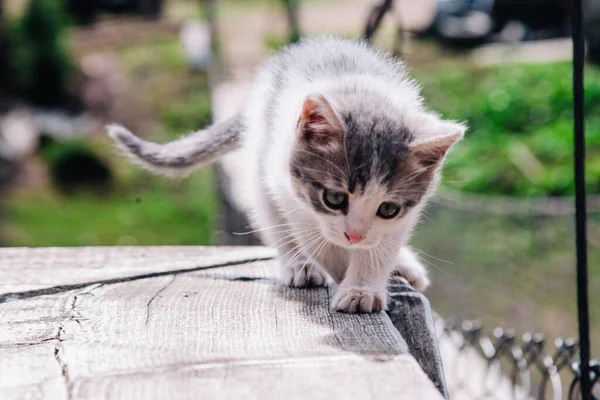 A small white-gray kitten walks on the board and learns the world — Stok fotoğraf