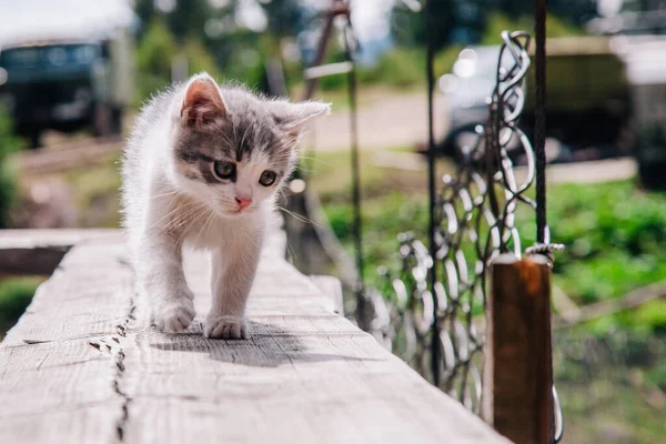 Küçük beyaz gri bir kedi yavrusu tahtada yürüyor ve dünyayı öğreniyor.