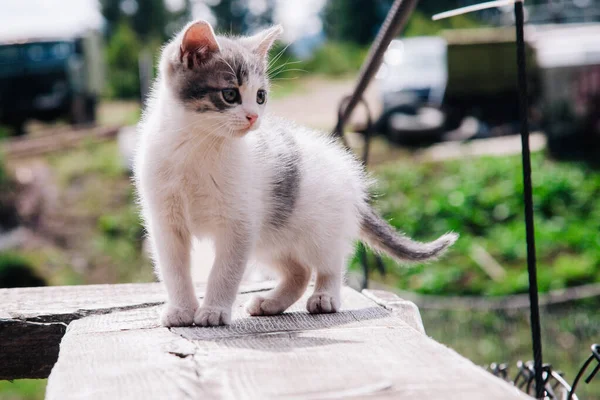 Een klein wit-grijs katje loopt op het bord en leert de wereld — Stockfoto