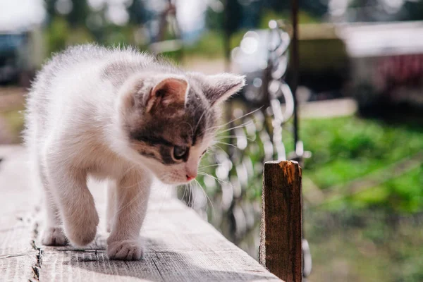 A small white-gray kitten walks on the board and learns the world — 스톡 사진