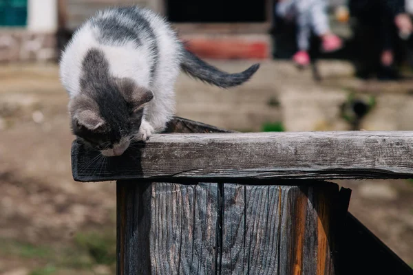 Küçük beyaz gri bir kedi yavrusu tahtada yürüyor ve dünyayı öğreniyor.
