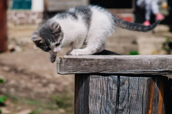 A small white-gray kitten walks on the board and learns the world — Stockfoto