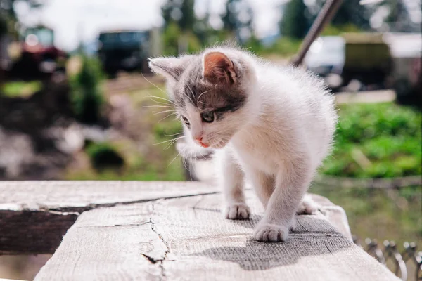 A small white-gray kitten walks on the board and learns the world — 스톡 사진