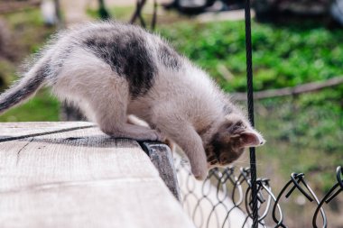 Küçük beyaz gri bir kedi yavrusu tahtada yürüyor ve dünyayı öğreniyor.