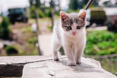 Küçük beyaz gri bir kedi yavrusu tahtada yürüyor ve dünyayı öğreniyor.