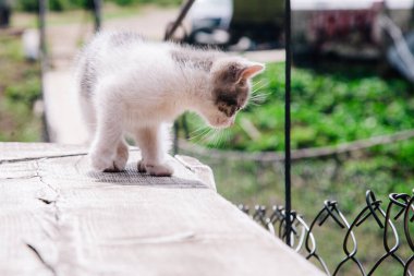 Küçük beyaz gri bir kedi yavrusu tahtada yürüyor ve dünyayı öğreniyor.