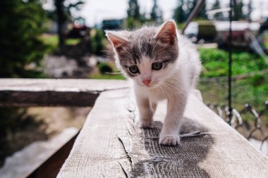 Küçük beyaz gri bir kedi yavrusu tahtada yürüyor ve dünyayı öğreniyor.