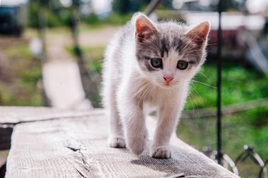 Küçük beyaz gri bir kedi yavrusu tahtada yürüyor ve dünyayı öğreniyor.