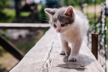 Küçük beyaz gri bir kedi yavrusu tahtada yürüyor ve dünyayı öğreniyor.
