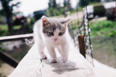 Küçük beyaz gri bir kedi yavrusu tahtada yürüyor ve dünyayı öğreniyor.