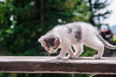 Küçük beyaz gri bir kedi yavrusu tahtada yürüyor ve dünyayı öğreniyor.